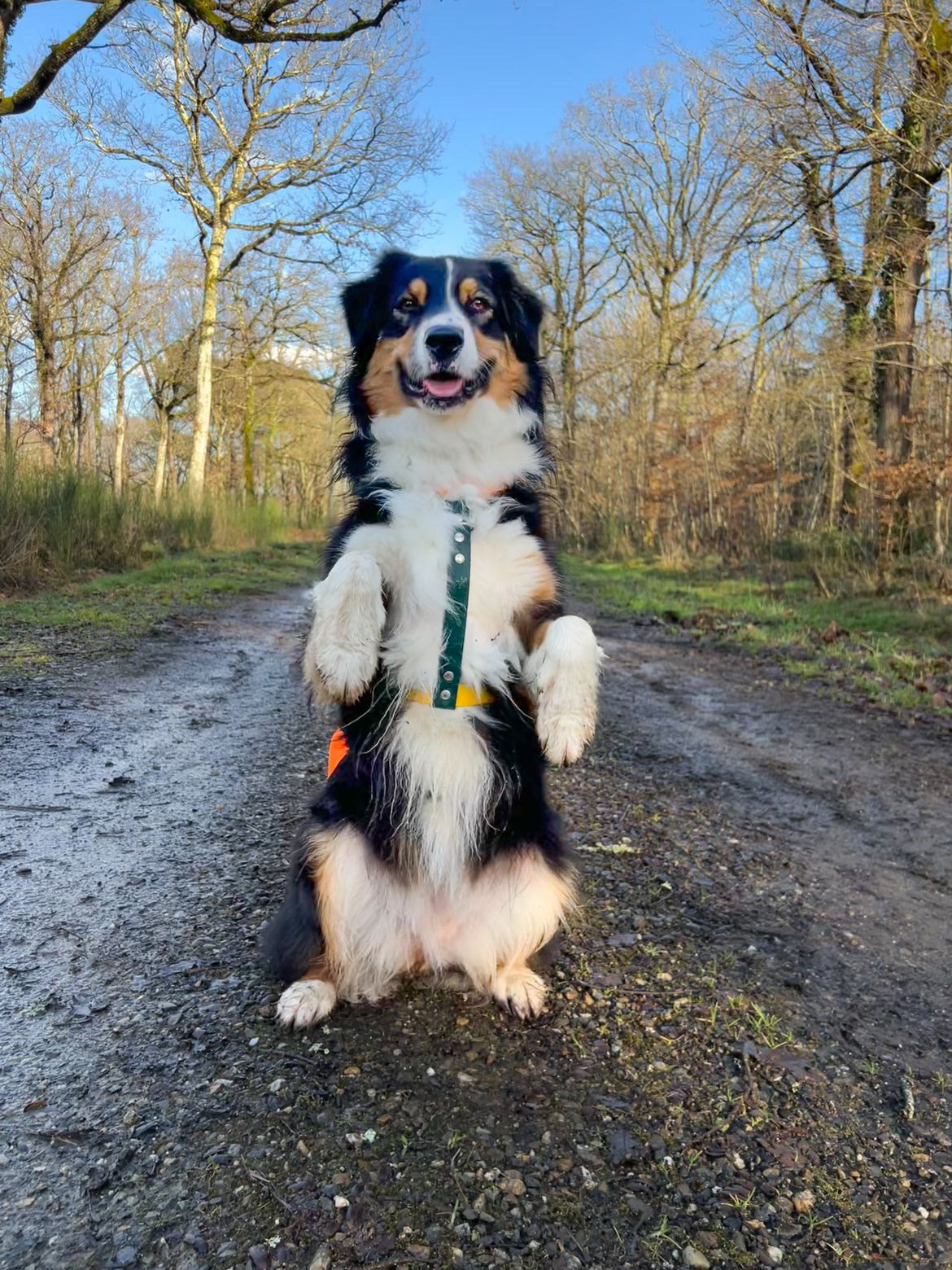 Made-to-measure harness