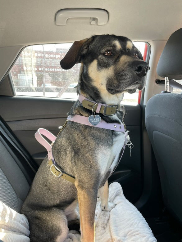 Made-to-measure harness