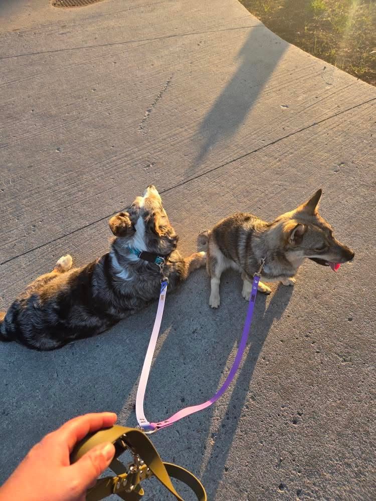 Coupleur pour laisse - ✹Oromë✹ accessoires sur-mesure pour chiens
