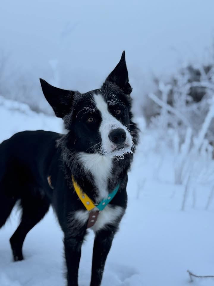 Made-to-measure harness