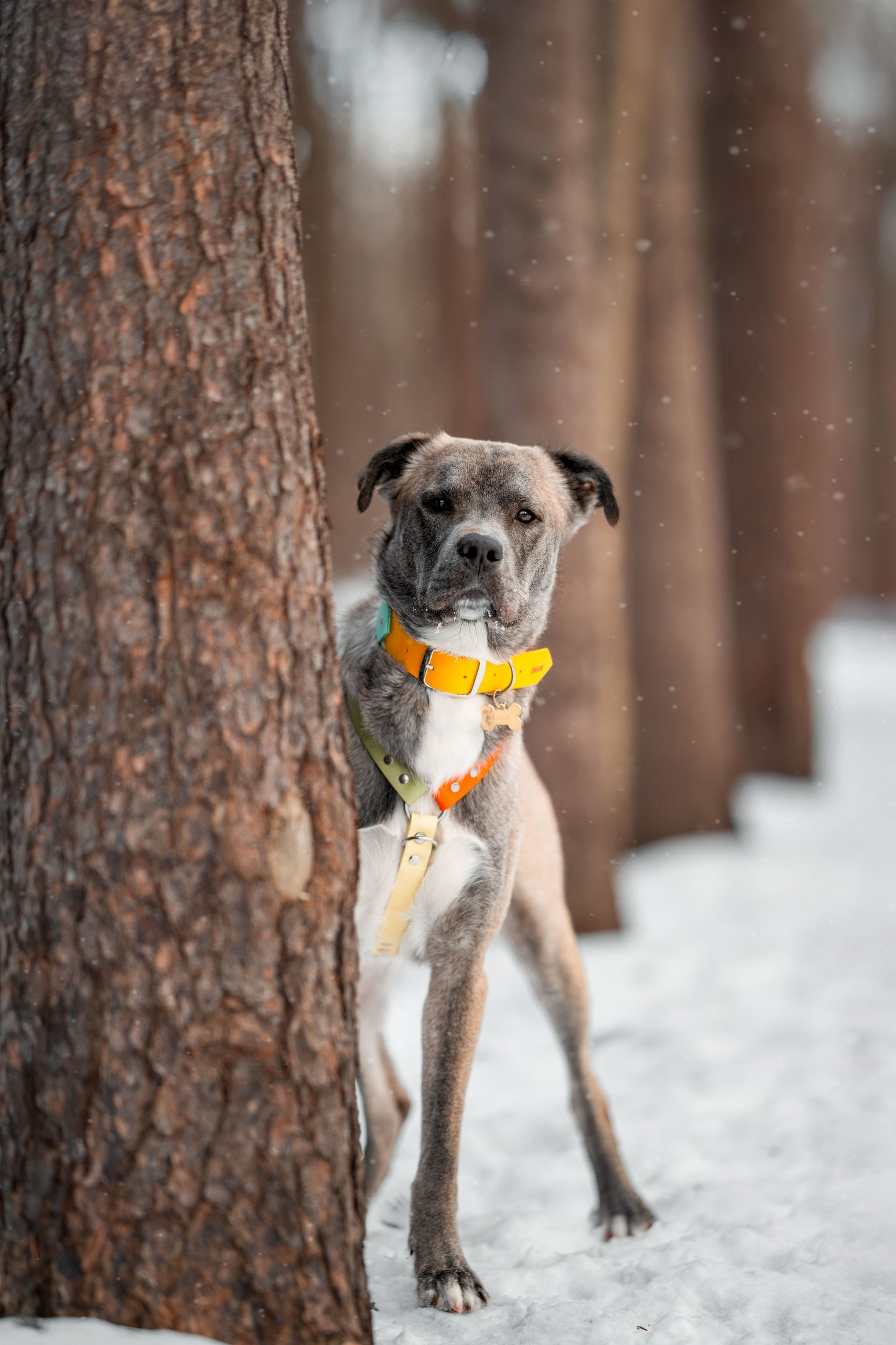 Made-to-measure harness