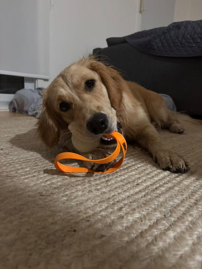 Jouet avec balle - ✹Oromë✹ accessoires sur-mesure pour chiens