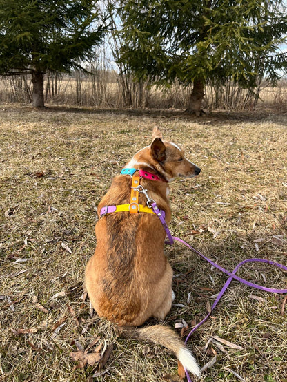 Harnais sur-mesure - ✹Oromë✹ accessoires sur-mesure pour chiens