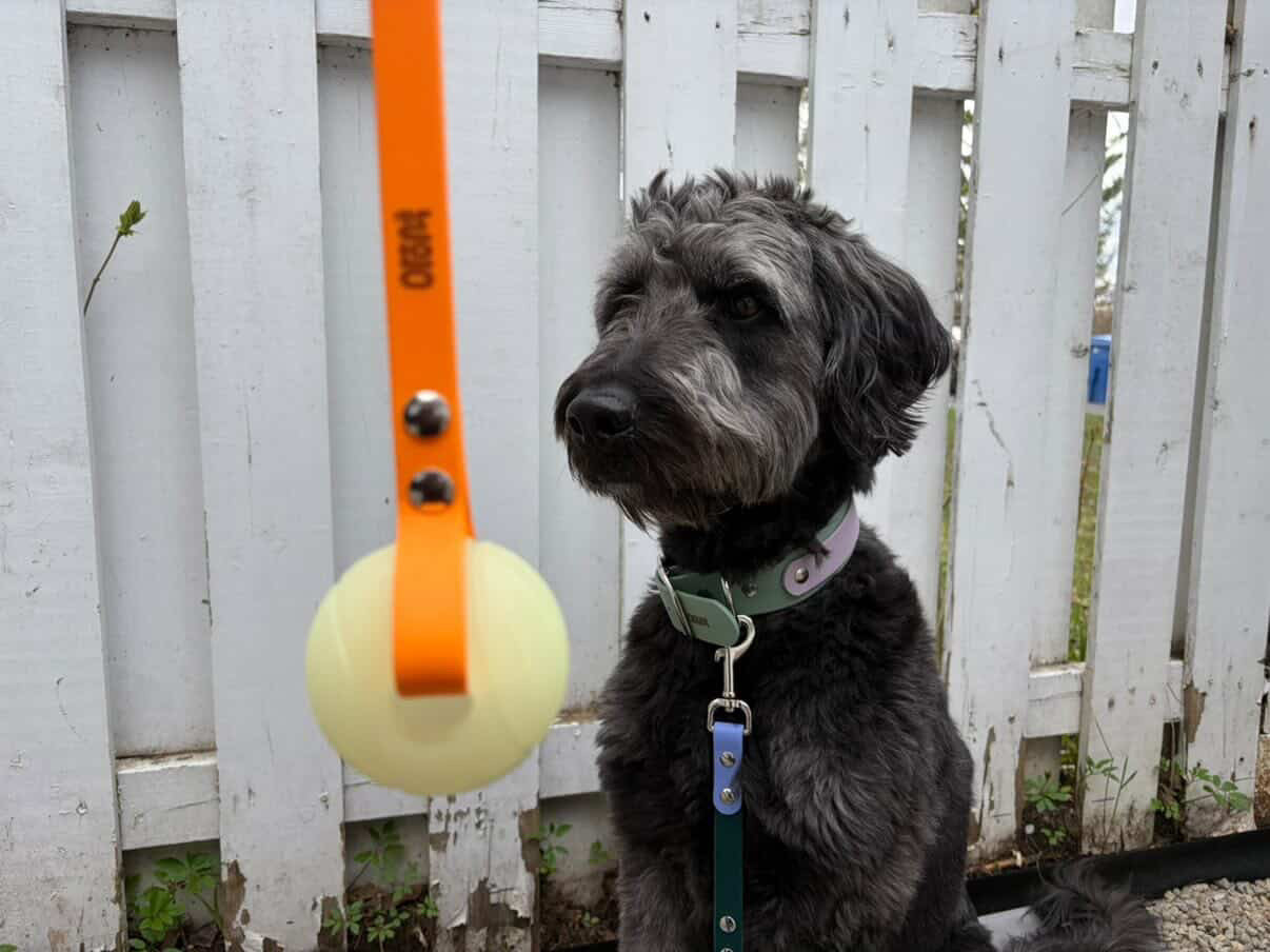 Jouet avec balle - ✹Oromë✹ accessoires sur-mesure pour chiens