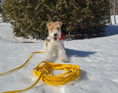 Longe à personnaliser - ✹Oromë✹ accessoires sur-mesure pour chiens