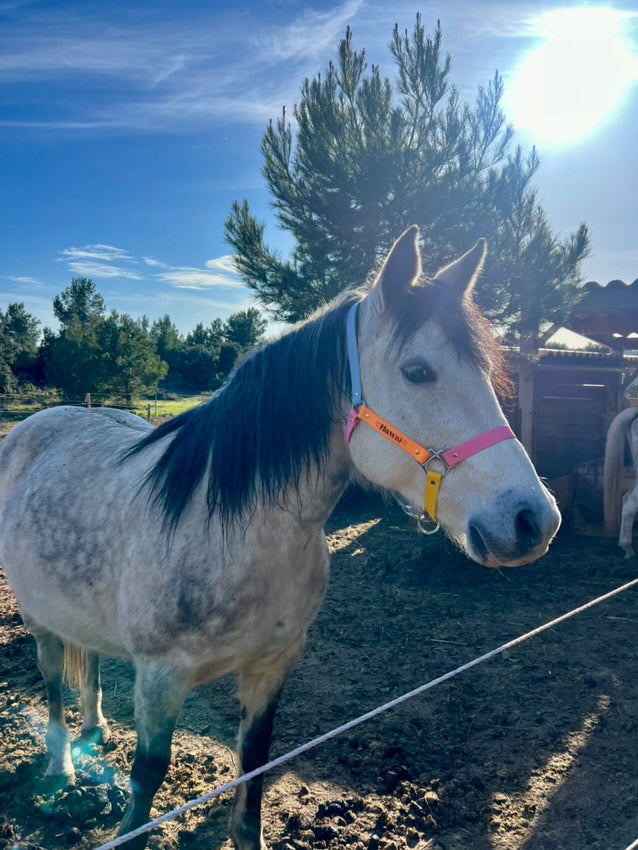 Horse halter 🐎