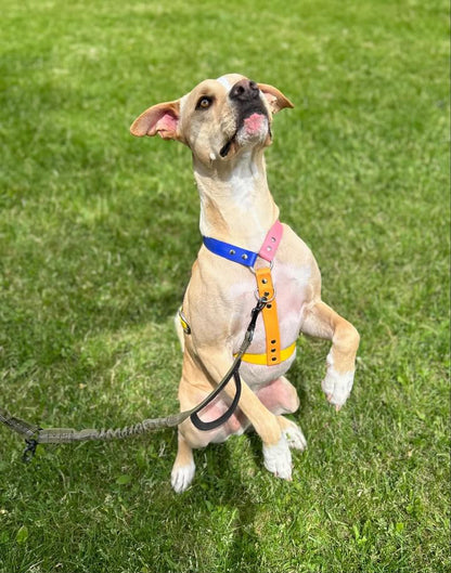 Harnais sur-mesure - ✹Oromë✹ accessoires sur-mesure pour chiens