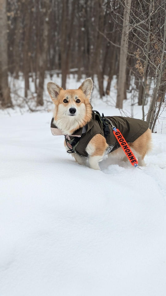 VALARIN (le messager) - ✹Oromë✹ accessoires sur-mesure pour chiens