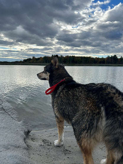 Poignée 2-en-1 - ✹Oromë✹ accessoires sur-mesure pour chiens