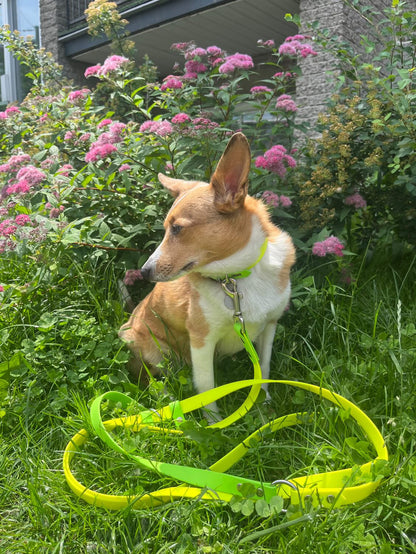 Laisse pour petits chiens et chats - ✹Oromë✹ accessoires sur-mesure pour chiens