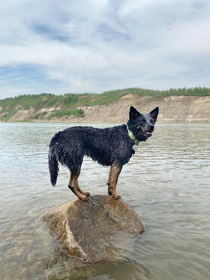 ARDA - ✹Oromë✹ accessoires sur-mesure pour chiens