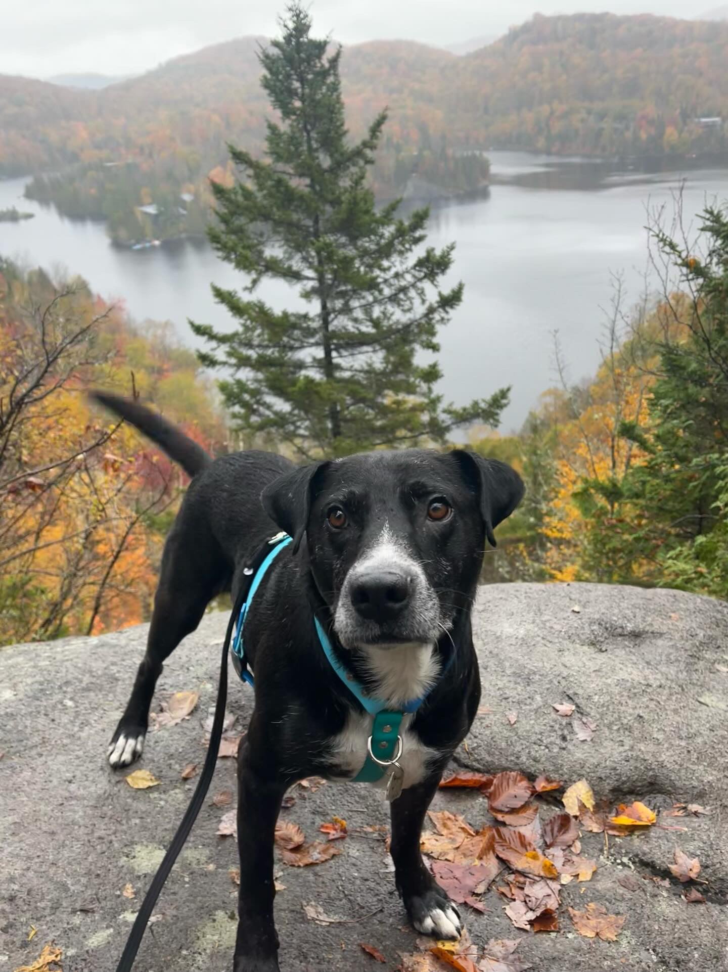 Husky cheap staffordshire mix