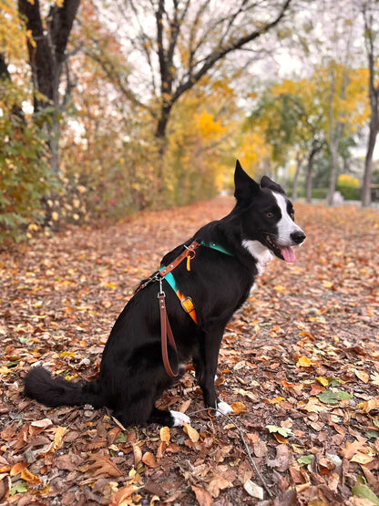 Harnais sur-mesure - ✹Oromë✹ accessoires sur-mesure pour chiens