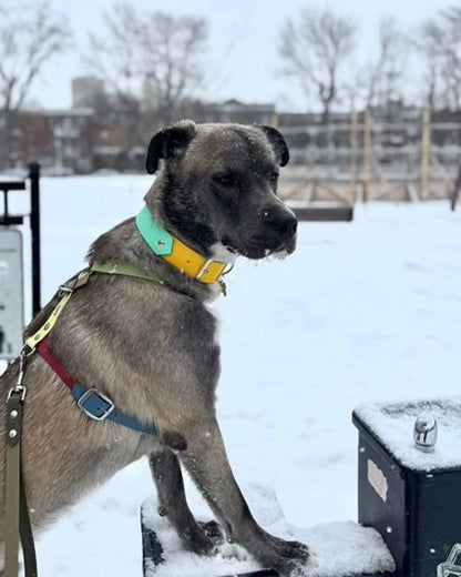 Collier VALAR - ✹Oromë✹ accessoires sur-mesure pour chiens