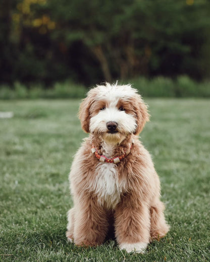 Collier anti-tiques - ✹Oromë✹ accessoires sur-mesure pour chiens