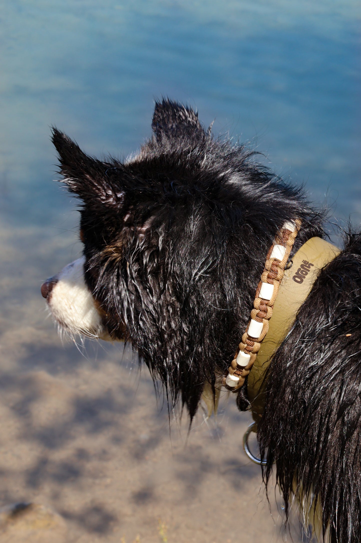 Collier ELDAR - ✹Oromë✹ accessoires sur-mesure pour chiens