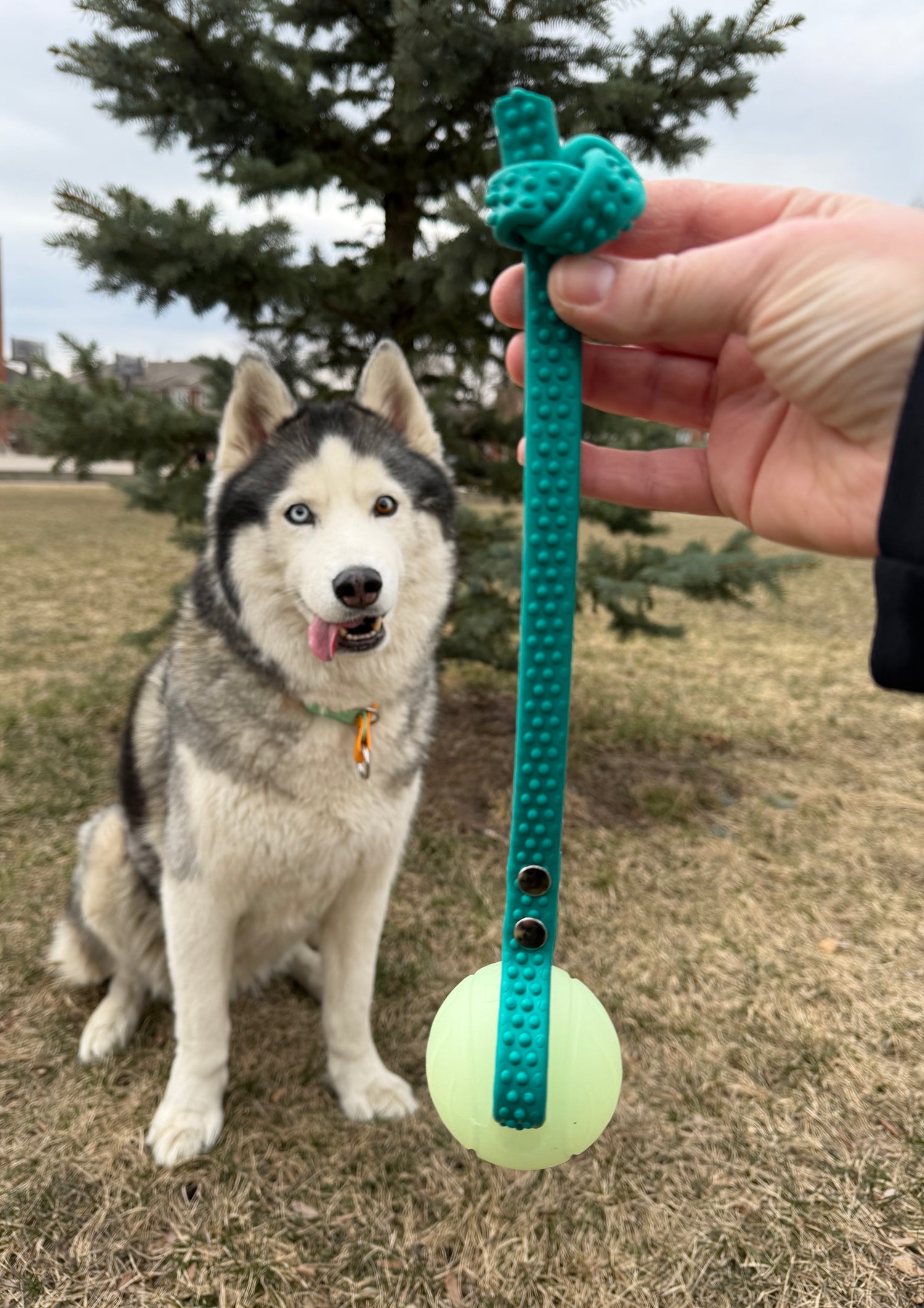 Jouet avec balle - ✹Oromë✹ accessoires sur-mesure pour chiens