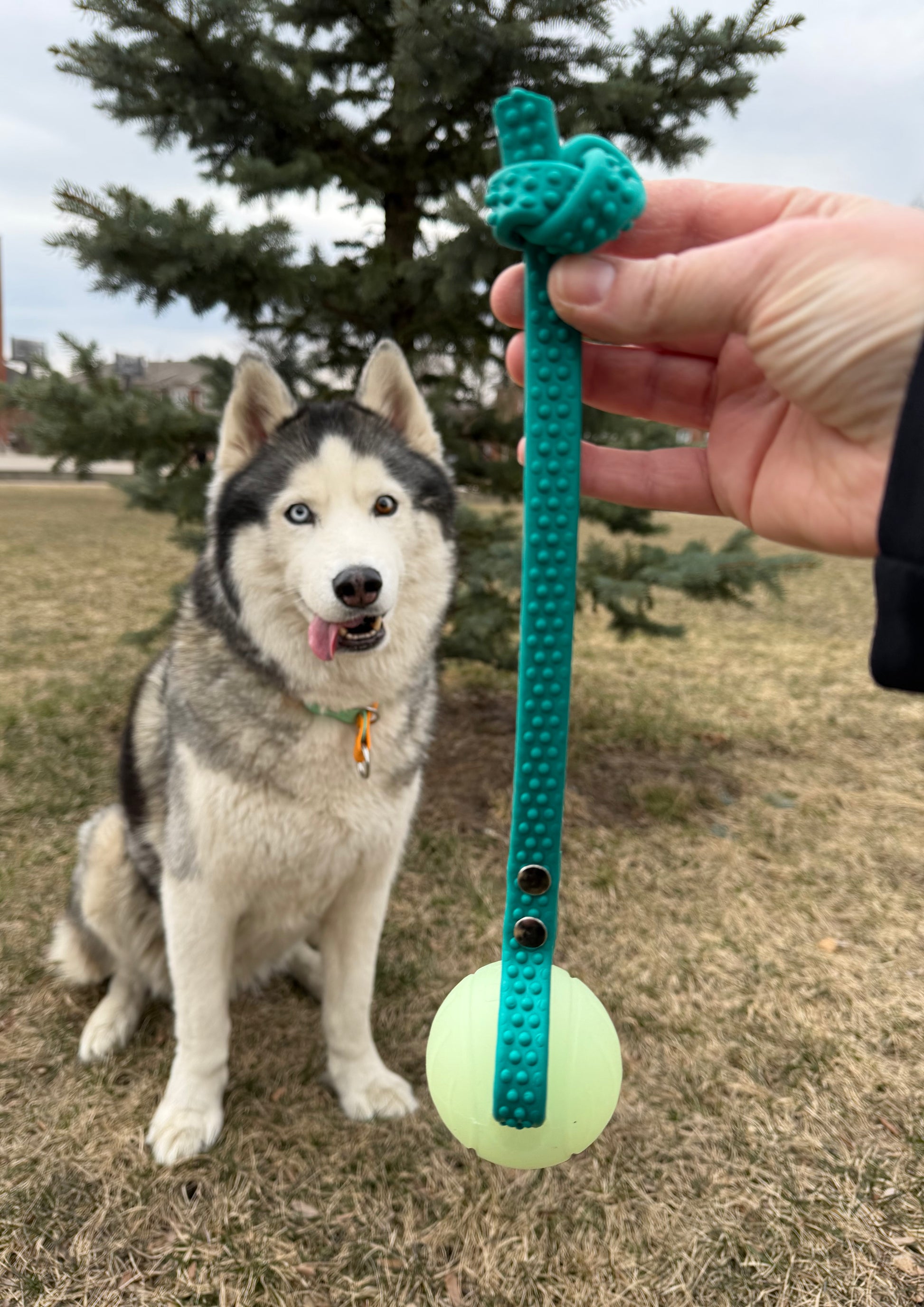 Jouet avec balle - ✹Oromë✹ accessoires sur-mesure pour chiens