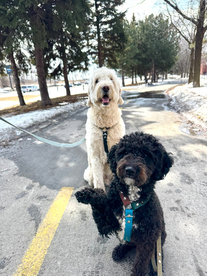 Harnais sur-mesure - ✹Oromë✹ accessoires sur-mesure pour chiens