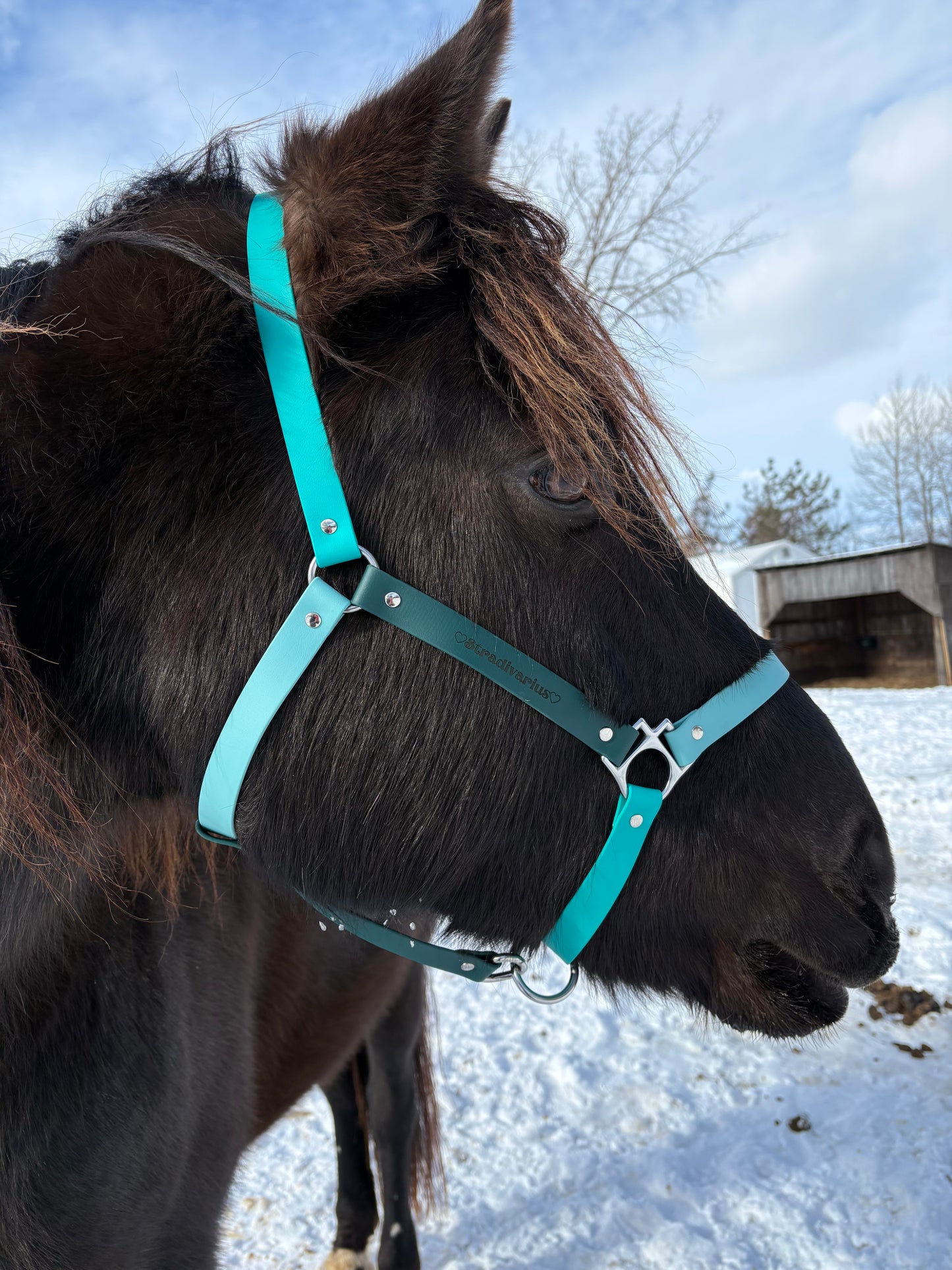 Horse halter 🐎