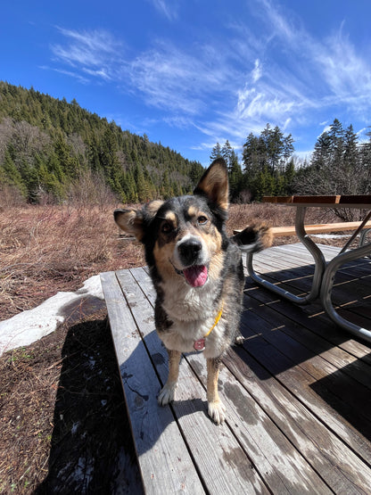 Harnais sur-mesure - ✹Oromë✹ accessoires sur-mesure pour chiens