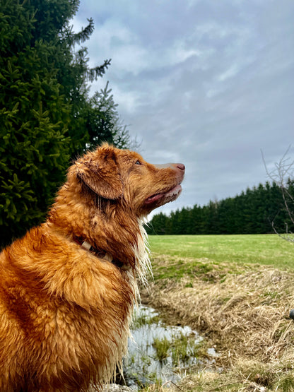 Collier anti-tiques - ✹Oromë✹ accessoires sur-mesure pour chiens