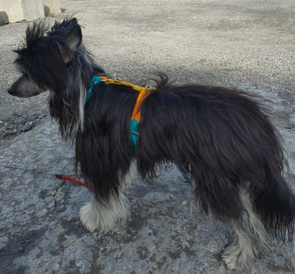 Harnais sur-mesure - ✹Oromë✹ accessoires sur-mesure pour chiens