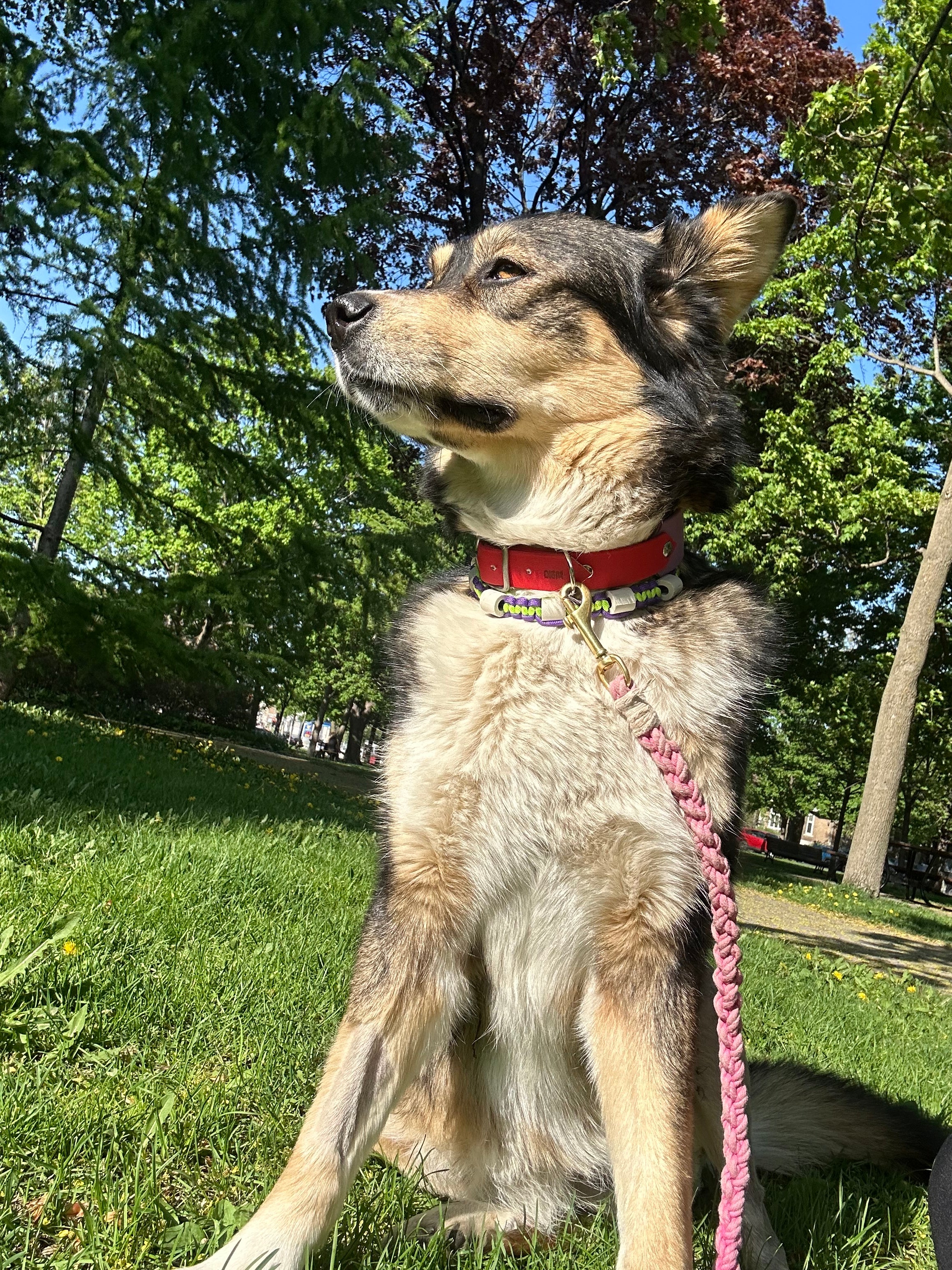 Pit husky shepherd sales mix