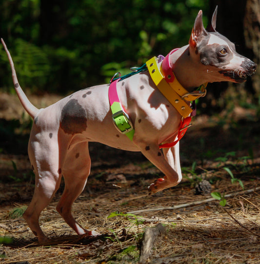 Made-to-measure harness