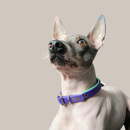 Collier mini ARDA (petit chien et chat) - ✹Oromë✹ accessoires sur-mesure pour chiens