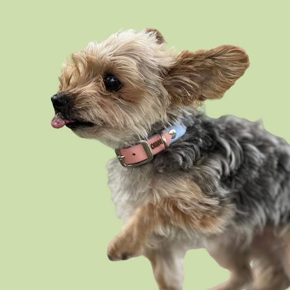 Collier mini VALAR (petit chien et chat) - ✹Oromë✹ accessoires sur-mesure pour chiens