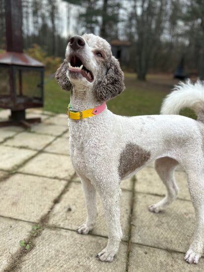 VALAR - ✹Oromë✹ accessoires sur-mesure pour chiens